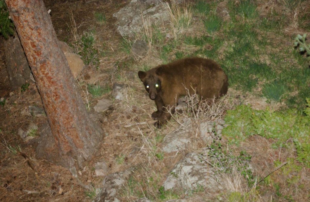 Bear